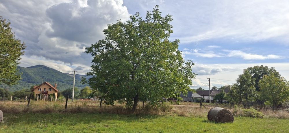 Teren de vanzare intravilan Bistra Muresului 4915 mp