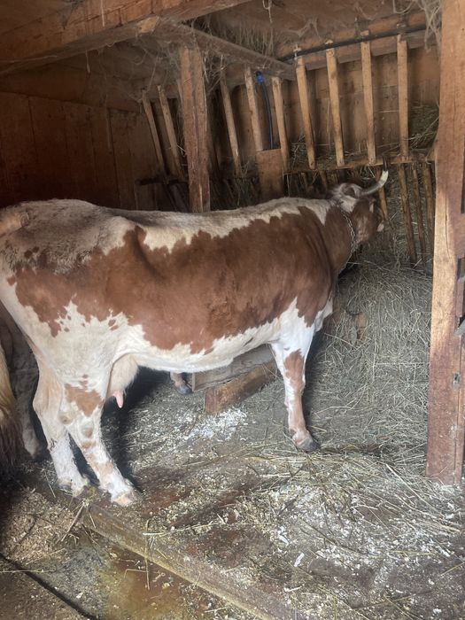 Vand vaca cu al şaptelea  vitel ,