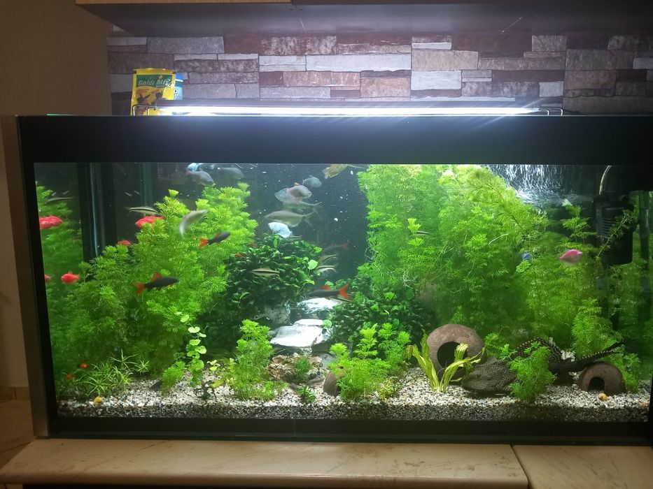 Acvariu+pesti+plante