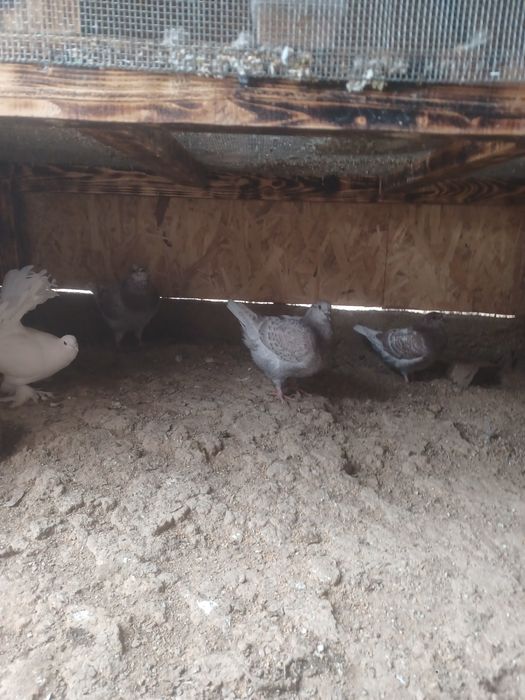 De vânzare 3 porumbei King