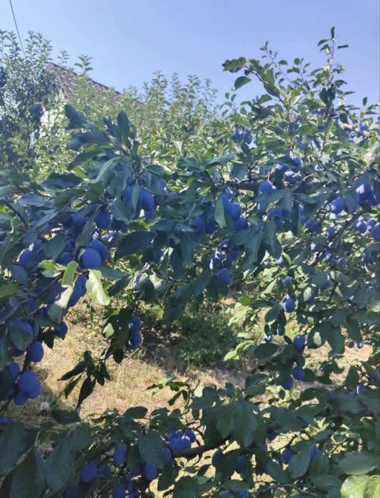 Prune pentru țuica si rachiu