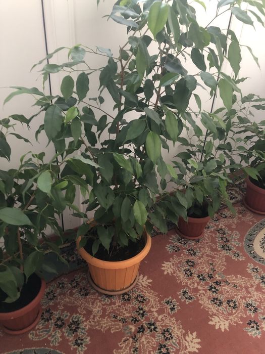 Цветы домашние красивые