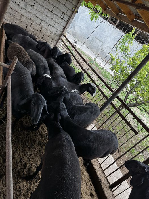 Qochqor, qoy, кочкор, кой, куй, чиу 24/7