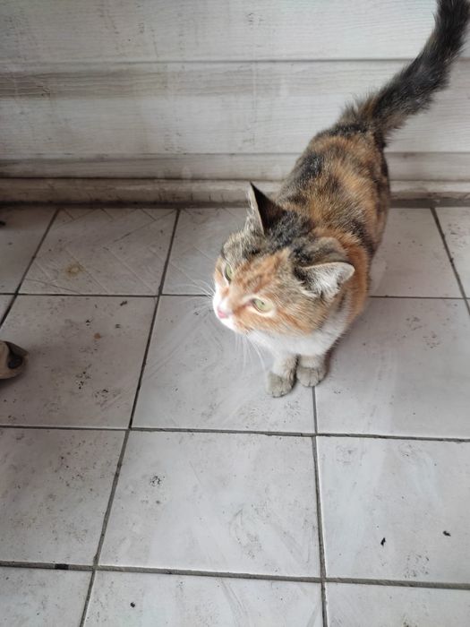 Кошка, 5-6 месяцев