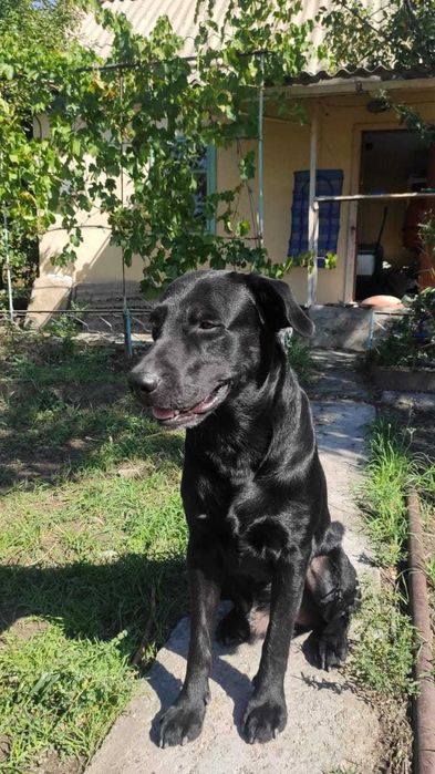 Лабрадор Ретривер  ищет подругу для вязки.