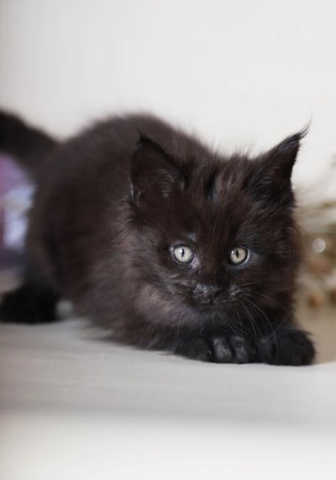 Мейн кун котёнок чёрный дым