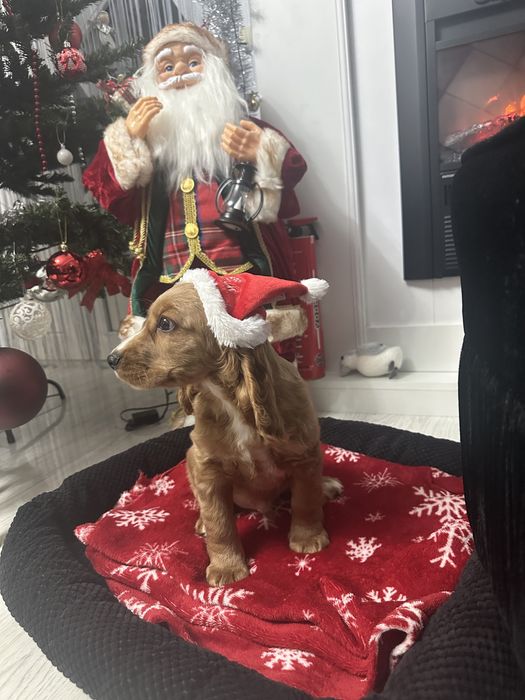 De vânzare Cocker Spaniel – 2 luni