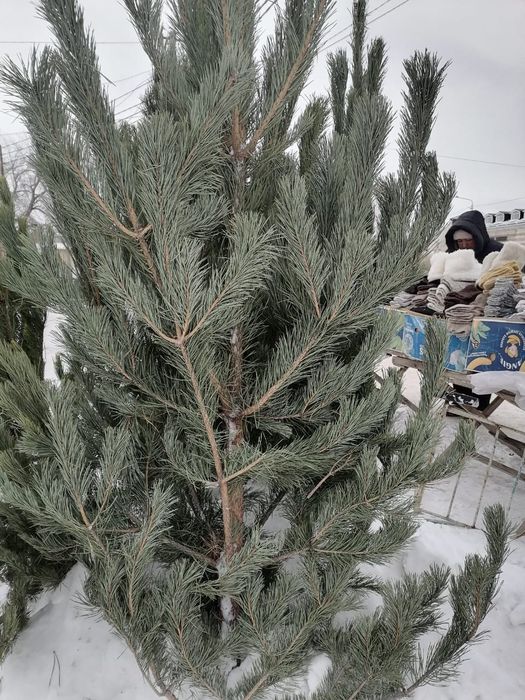 Елки новогодние пышные
