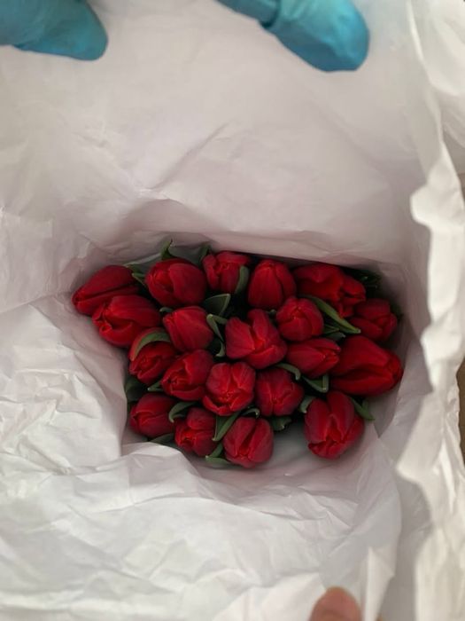 тюльпан оптом розы