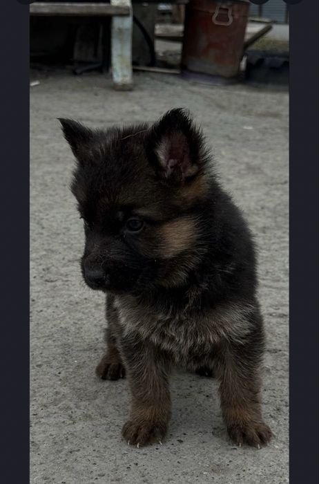 Щенки немецкой овчарки,