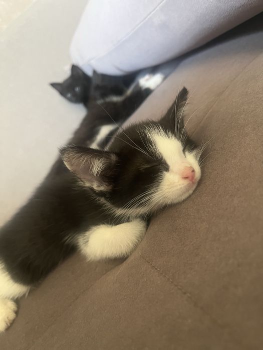 Котята отдам в добрые руки  шымкент
