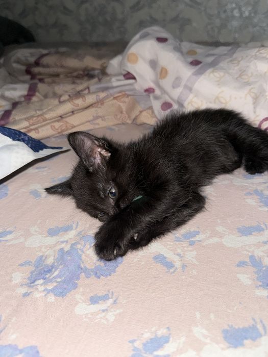 Отдам в хорошие руки