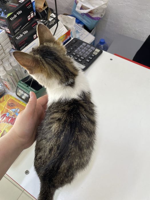 Астана! Котенок 6 месяцев, девочка