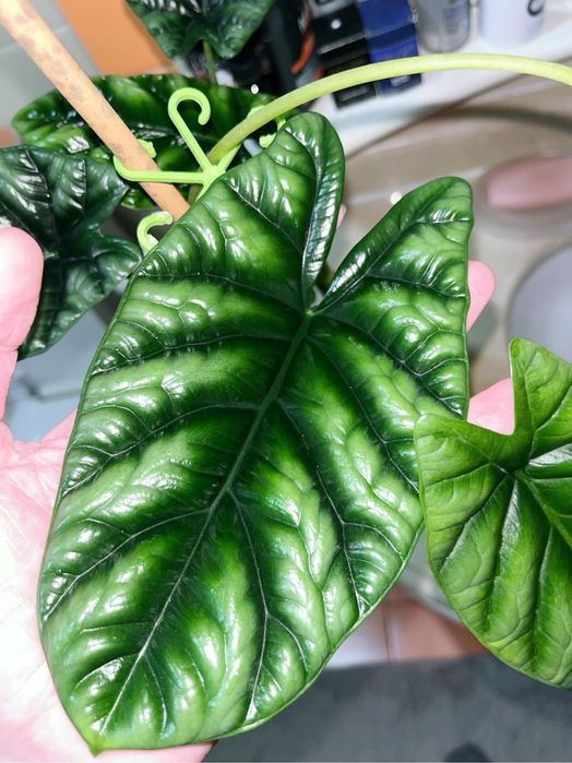 Детки алоказии Синуата