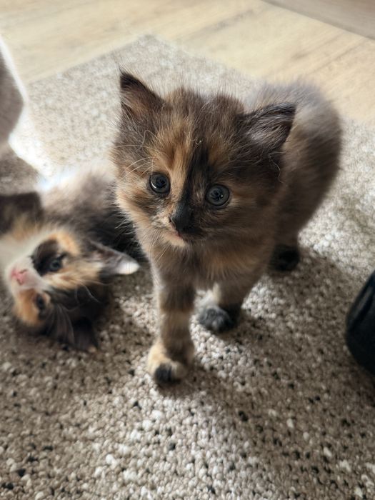 Отдам в добрые руки котят!