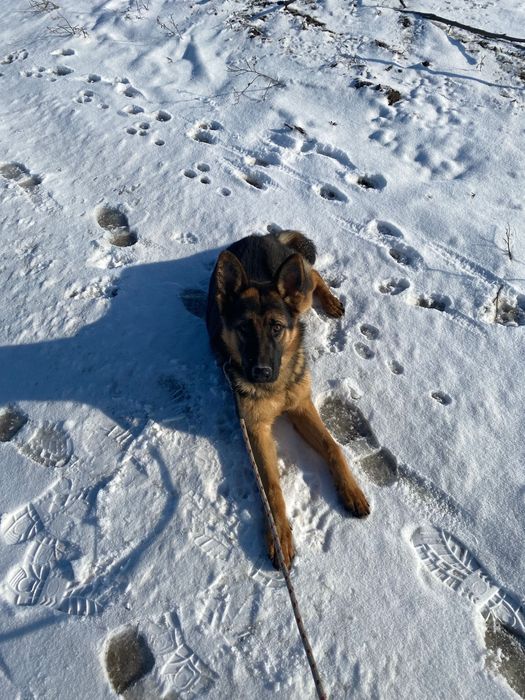 немска овчарка игрив и умен подходящ за охрана и за домашн любимец