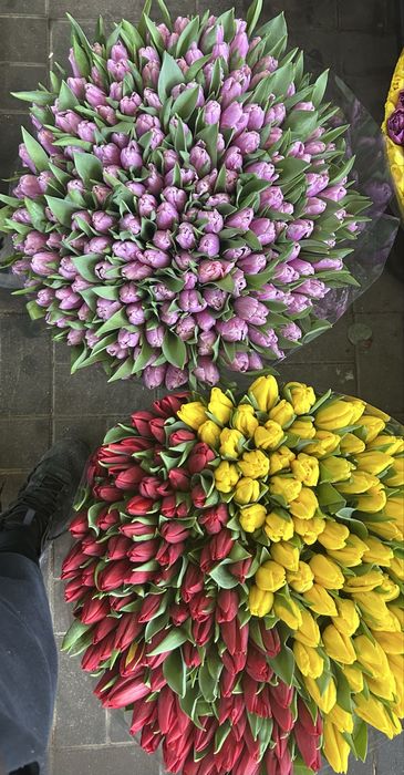 Голландские , Местные , Тепличные тюльпаны