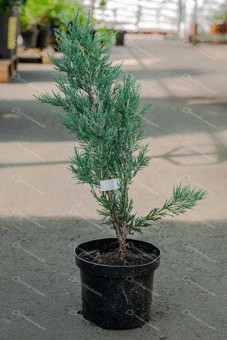 Можжевельник — (Juniperus)