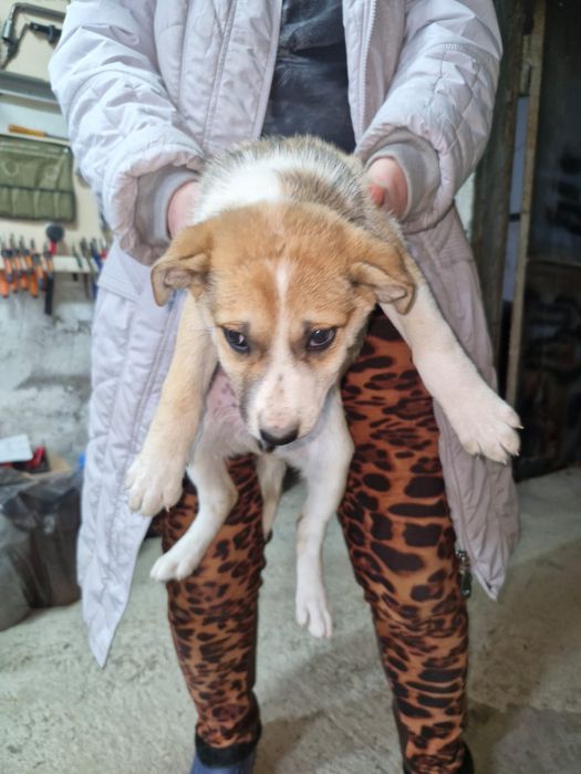 В добрые руки щенята