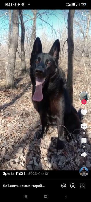 Мощные щенки немецкой овчарки