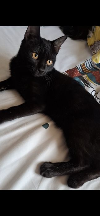 Кошечка бомбейская 4 месяцев