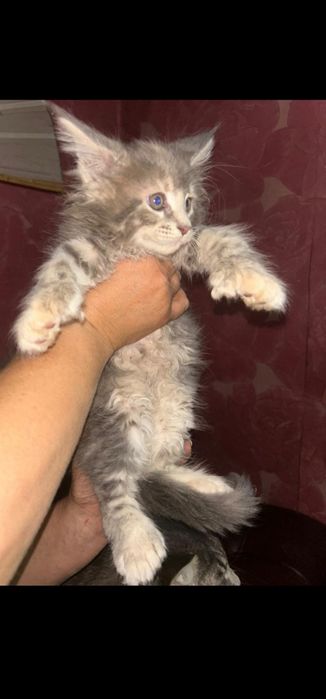 Продам котят мейн-кун полидакт