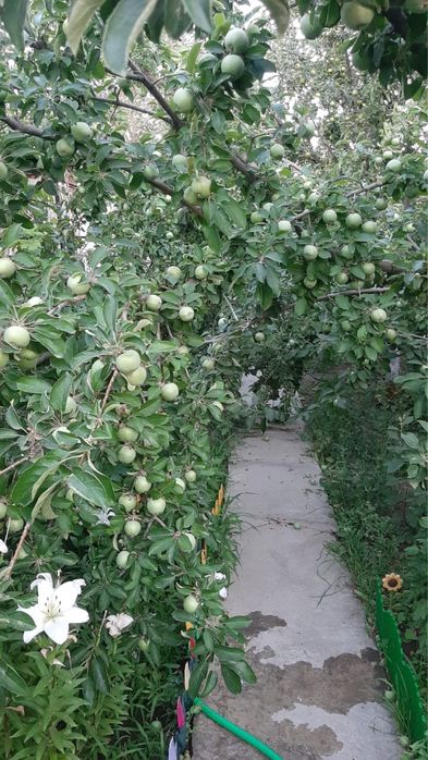 Продается дом с участком