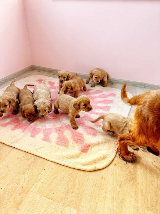 Продавам кокер шпаньоли