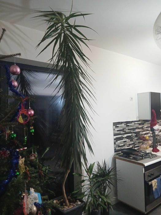 Dracena de interior naturala, inaltime 2,5 m