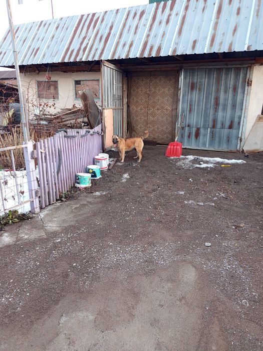 Девочка тобета 8 месяцев