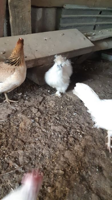 Продам куриц несушек