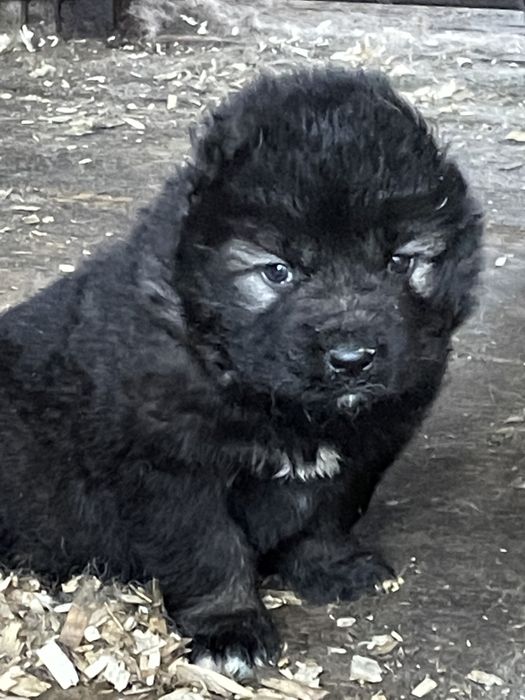 Щенки кавказской овчарки