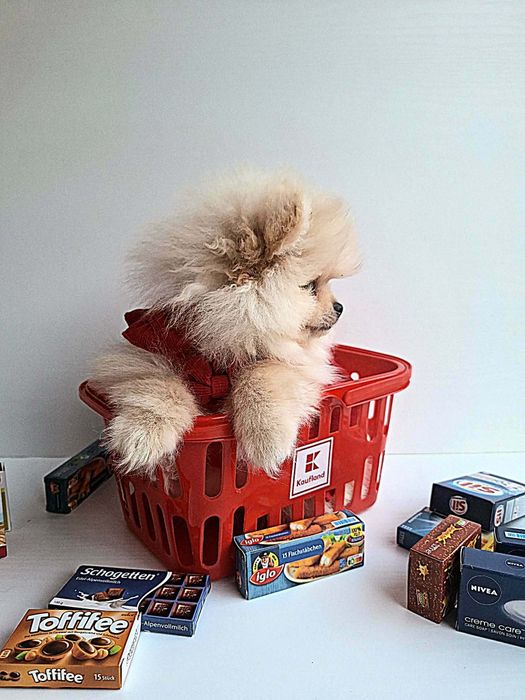 Мини мини померани от родословни родители