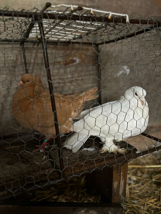 Vând porumbei diferite rase