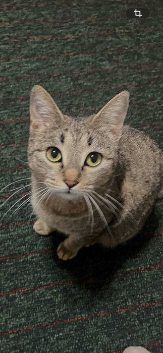 Пристраивается кошечка -Лялька, 1 год, стирилизована.