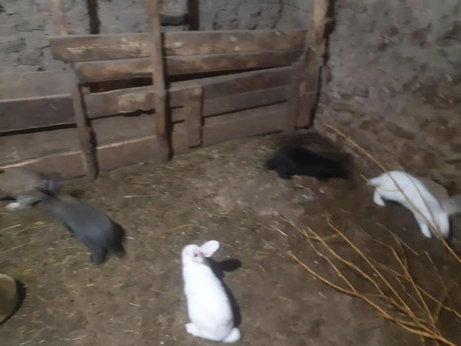 Продавам эайци мъжки/женски