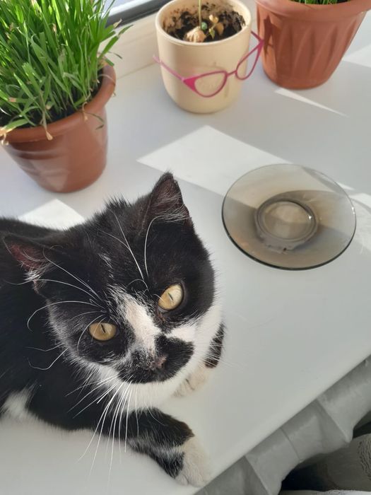 Отдам даром. Котик.