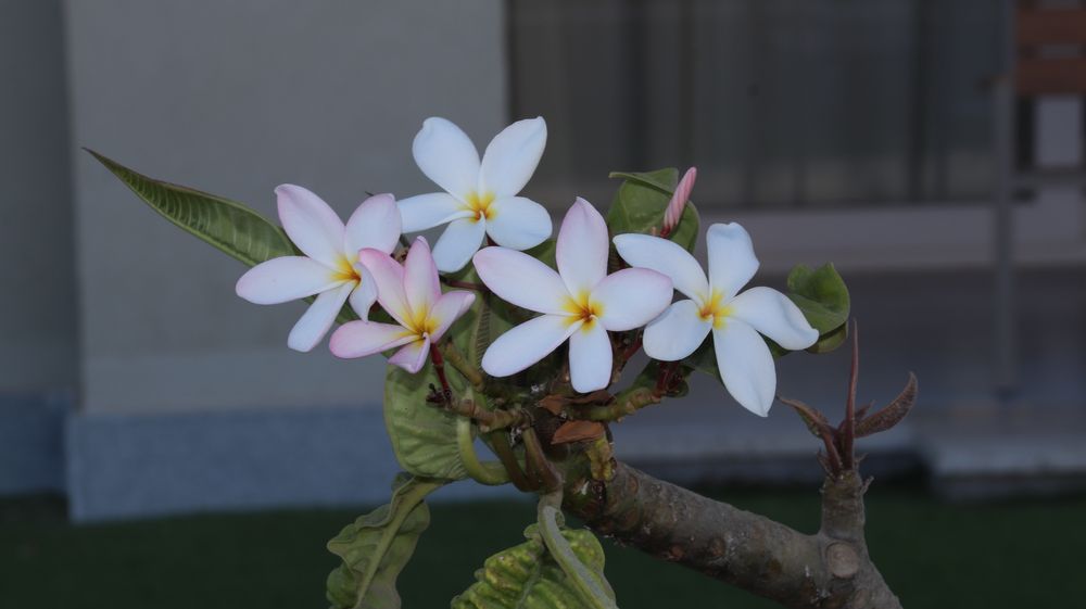 Kit complet Canon 77D + Sigma 18-300mm + Canon 50mm + YONGNUO YN685