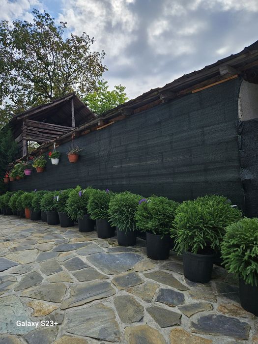 Vând cryptomeria și buxus glob