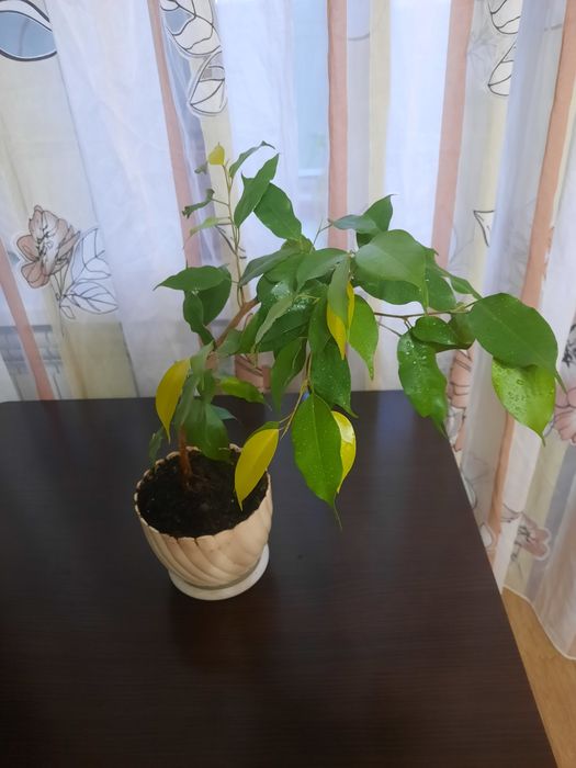 Продается домашний цветок