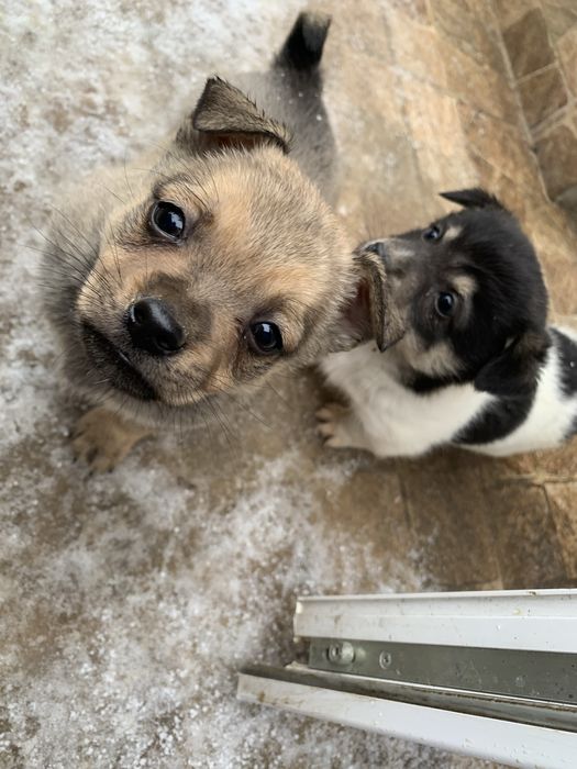 Donez , iubitorilor de animale