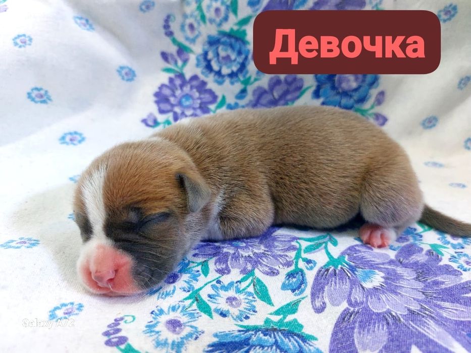 Стаффики к брони