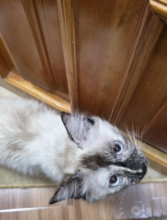 Tайская кошечка Chocolate Point