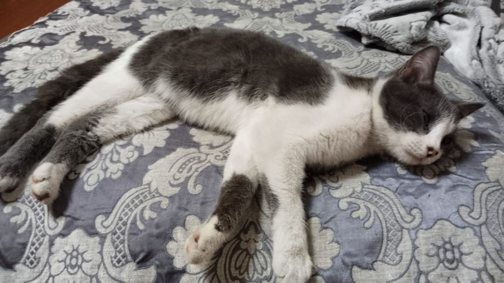 Отдам в добрые руки кошечку