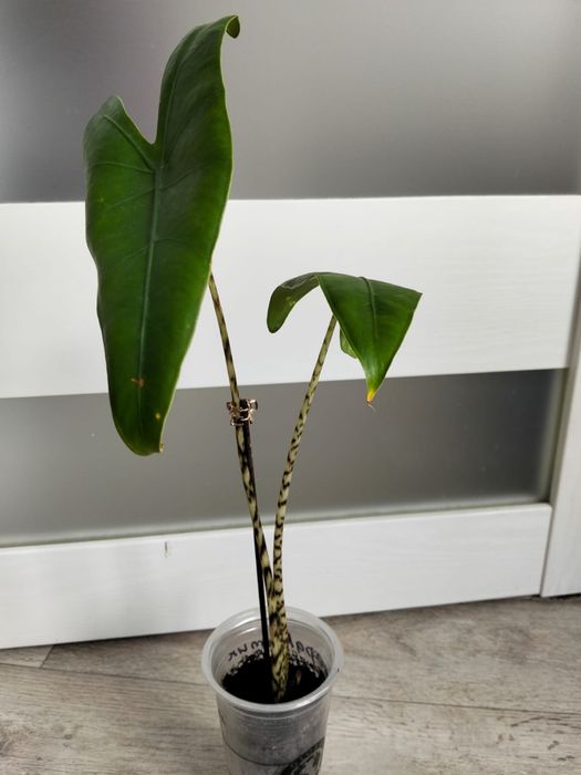 Продаются комнатные цветы от 2000 тенге