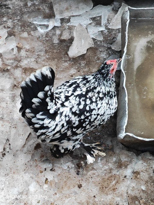 Vând oua mii de flori