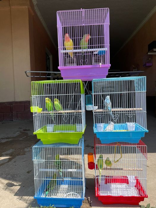 Продам пара попугай  папугай неразлучники