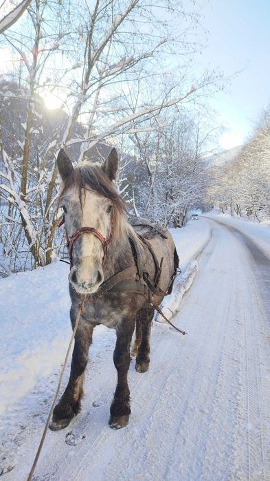 Vând  mânz necastrat