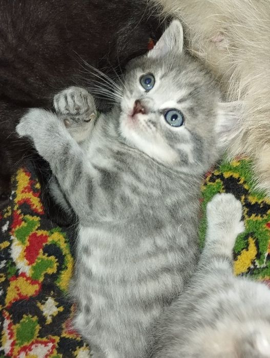 Отдам котят в хорошие руки