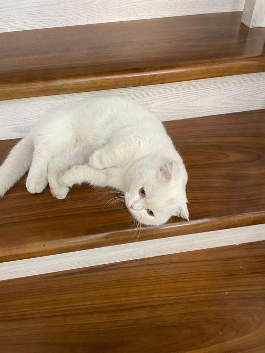 Sotiladi Manchkin o’g’il bola 1 yoshdan oshgan ko’payishga tayyor